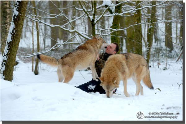 Mongolische Wölfe - Foto Wolfspark Werner Freund by Michael Schönberger - Schoenberger.Photography